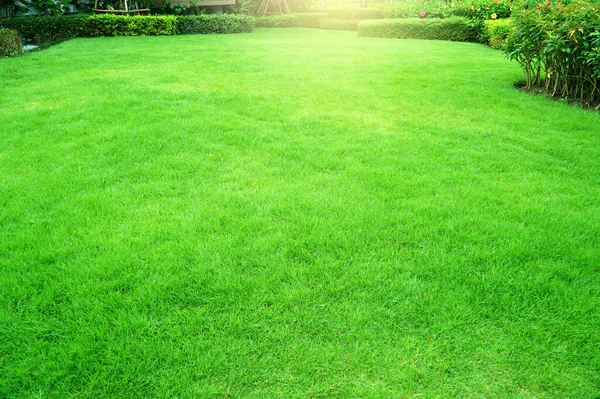 Giardino Con Erba Fresca Verde Sia Arbusto Fiore Prato Anteriore — Foto Stock