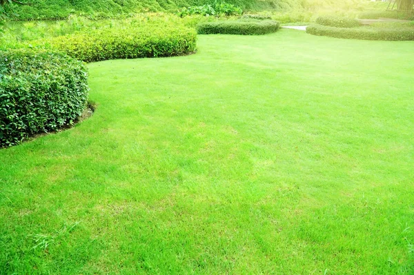 Garden Fresh Green Grass Both Shrub Flower Front Lawn Background — Stock Photo, Image