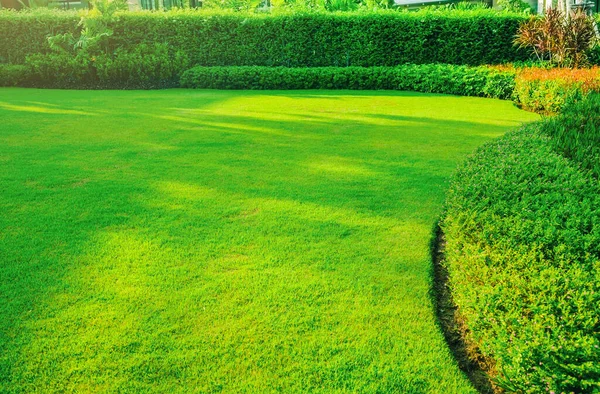 Garden Fresh Green Grass Both Shrub Flower Front Lawn Background — Stock Photo, Image