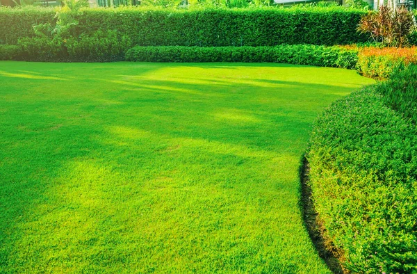 Giardino Con Erba Fresca Verde Sia Arbusto Fiore Prato Anteriore — Foto Stock