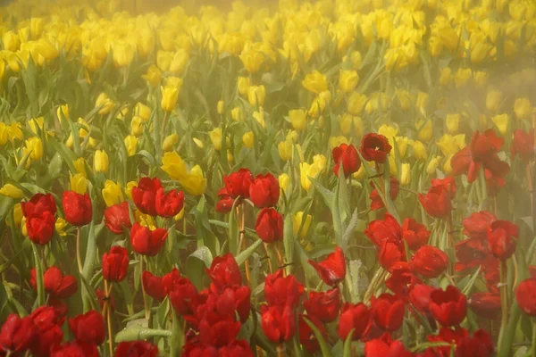 Group of colorful tulip, amazing fresh tulip flowers group blooming in the garden, beautiful bright orange tulips grouped in tulip fields with water sprays on pink background, Tulip flowers meadow.