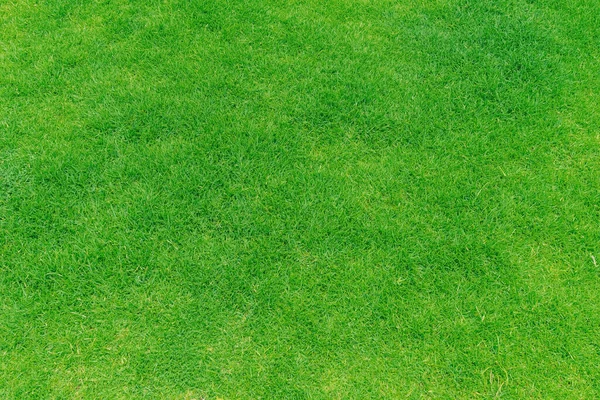 Latar Belakang Tekstur Rumput Hijau Pemandangan Atas Kebun Rumput Konsep — Stok Foto