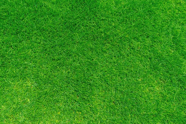 Latar Belakang Tekstur Rumput Hijau Pemandangan Atas Kebun Rumput Konsep — Stok Foto