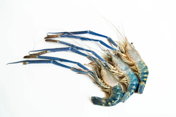 Top-down of a three Prawn or tiger shrimp isolated on white background, River shrimp or prawn raw on white background, giant tiger prawn on the background.