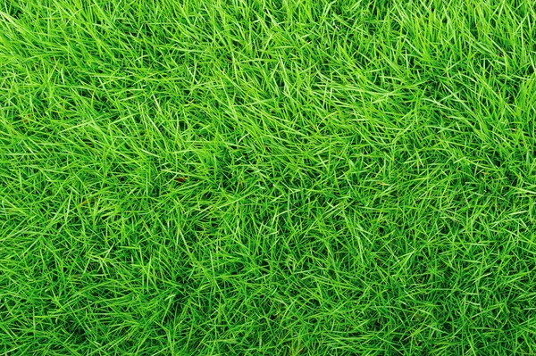 Grünes Gras Textur Hintergrund Top Von Grasgarten Ideales Konzept Für — Stockfoto