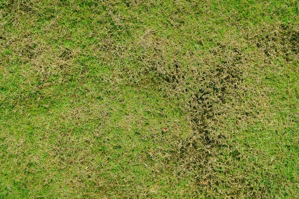 緑と黄色の草の質感茶色のパッチは 真菌の破壊によって引き起こされますRizoctoniaソラニの草の葉の変化円の芝生のテクスチャの背景に死んで乾燥した草 — ストック写真