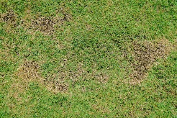 Yeşil ve sarı çimen desenli kahverengi bölge, mantar Rhizoctonia Solani çim yaprağının tahrip edilmesinden kaynaklanır. Çimen dokusunda yeşilden ölü kahverengiye dönüşür..