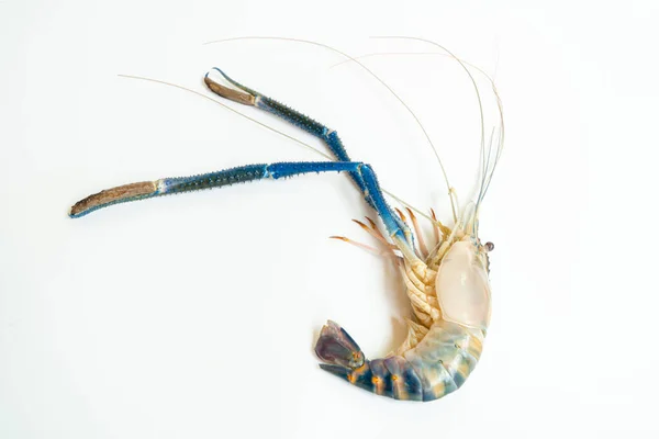 the 1 big prawn long muscle laid on a white background, Prawn or tiger shrimp isolated on white background, River shrimp or prawn raw on white background, Giant tiger prawn on a white background.