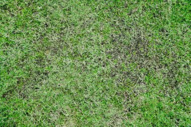 Çimen dokusu. Çim arka plan. Çimenler yamalı, çimenler kötü durumda ve bakılması gerekiyor. Böcekler ve hastalıklar yeşil çimlerde hasara yol açıyor. Kötü durumda çimlerin bakımına ihtiyacı var.