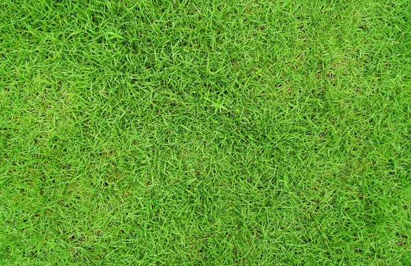 Herbe Verte Texture Arrière Plan Haut Bas Jardin Herbe Concept — Photo