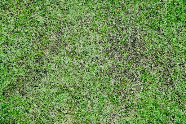 Grasstruktur Grashintergrund Flickiges Gras Rasen Schlechtem Zustand Und Pflegebedürftig Schädlinge — Stockfoto
