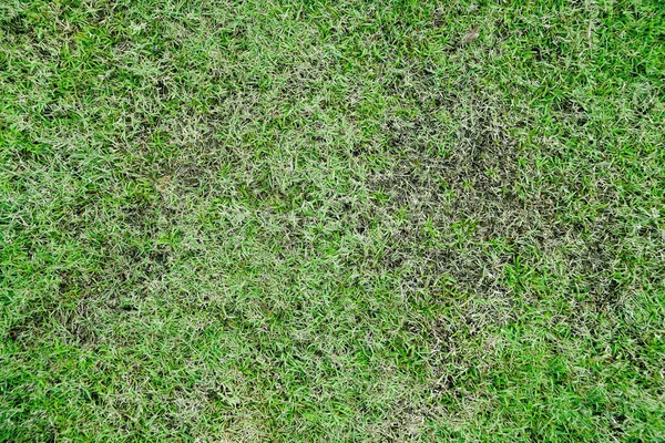 Textura Relva Fundo Grama Grama Irregular Gramado Mau Estado Precisa — Fotografia de Stock