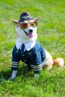 Harika bir köpek pilot üniforması giyiyor. Shiba Inu köpeği gözlüklü, mavi takım elbiseli ve şapkalı. Fotoğrafı kapat.. 
