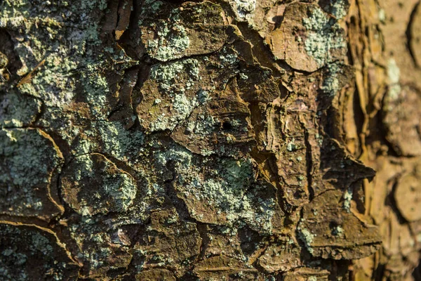 Textur Träd Bark Med Grön Mossa Närbild Bakgrund — Stockfoto