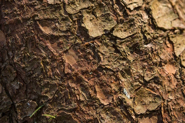 Struktura Kůry Stromu Zavřít Pozadí — Stock fotografie