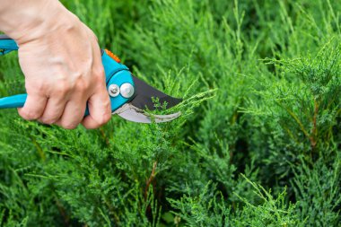 Çit buduyorum. Çalıları makasla kesiyor. Juniperus Sabina