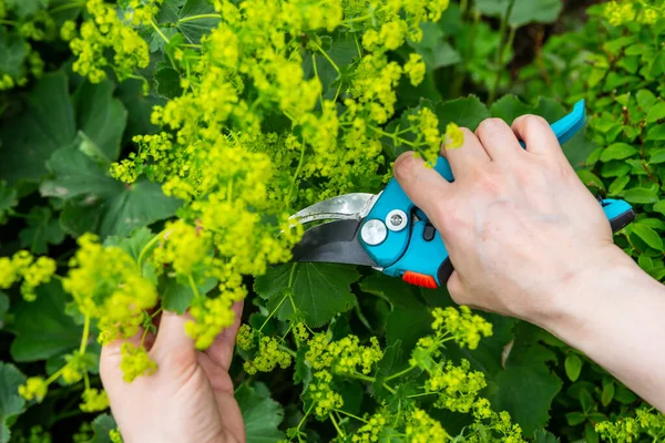 Corte Sebes Jardineiro Cortando Flores Por Tesoura Alchemilla Mollis — Fotografia de Stock