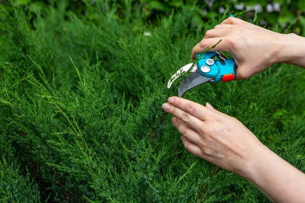 Recorte Setos Cortando Arbustos Con Tijeras Juniperus Sabina — Foto de Stock