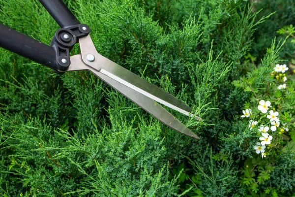 ヘッジトリミング はさみで茂みを切る ジュニペルス サビナ — ストック写真