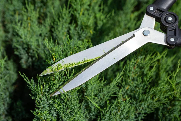 Recorte Setos Cortando Arbustos Con Tijeras Juniperus Sabina — Foto de Stock