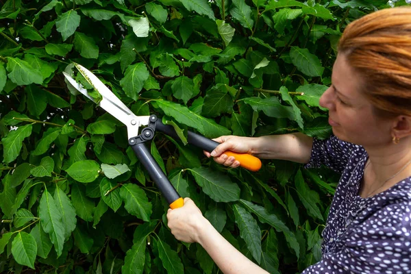 Çit buduyorum. Bahçıvan çalıları makasla kesiyor. leylak Macarcası