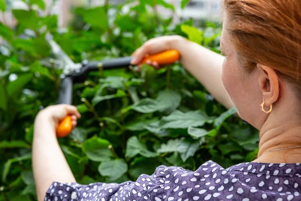 Recorte Setos Jardinero Cortando Arbustos Con Tijeras Lila Húngara — Foto de Stock