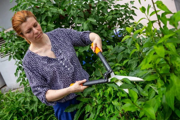 Recorte Setos Jardinero Cortando Arbustos Con Tijeras Lila Húngara — Foto de Stock