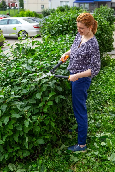 Recorte Setos Jardinero Cortando Arbustos Con Tijeras Lila Húngara — Foto de Stock