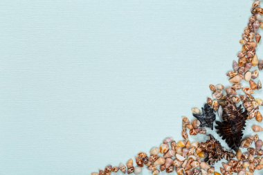 Açık mavi yüzeyde deniz kabuğu ve pürüzsüz deniz taşları. Uzayı kopyala Mesaj için yer var. Soyut açık mavi arkaplan.