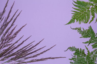 Dekoratif çimenlerle bezenmiş eflatun bezi, metin için boşluk. Reklam afişi, tanıtım afişi, davetiye kartı için tasarım şablonu.