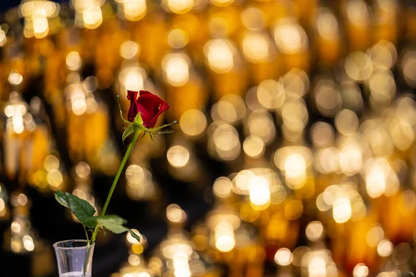Bordo Τριαντάφυλλο Λουλούδι Προβολείς Φόντο Ευχετήρια Κάρτα Του Αγίου Βαλεντίνου — Φωτογραφία Αρχείου