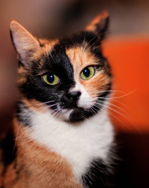 Kırmızı, siyah ve beyaz benekli parlak renkli kedinin portresini kapat.