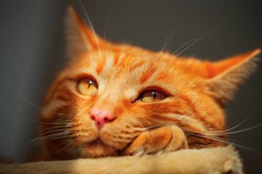 Sarı gözlü kırmızı kedinin portresini kapat..