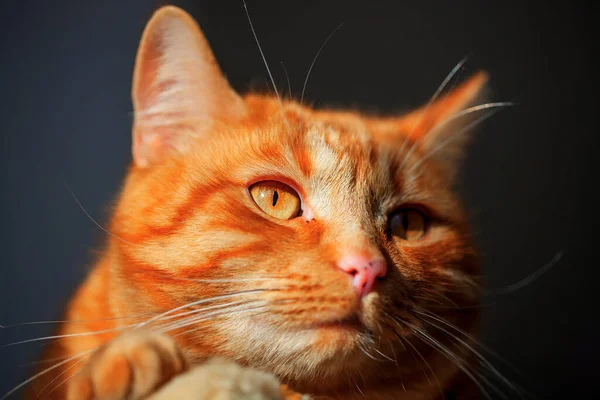 Sarı Gözlü Kırmızı Kedinin Portresini Kapat — Stok fotoğraf