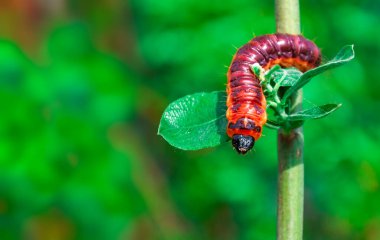 Cossus Cossus Caterpillar 'ın seçici odak noktası dal üzerinde yürüyen keçi güvesi Cossidae familyasının bir güvesi.