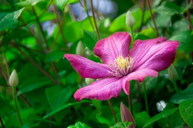 Bulanık arkaplanda çiçek açan menekşe Clematis 'e yaklaş. Mor, mor ve yeşil