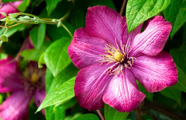 Close up of flowering violet Clematis on blurred background. Purple, violet and green