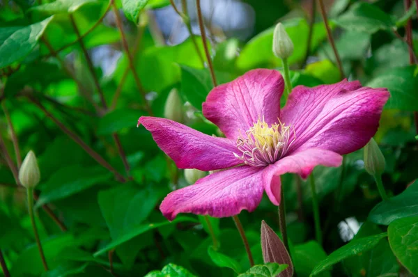 Close up of flowering violet Clematis on blurred background. Purple, violet and green