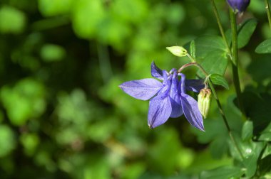 Aquilegia Canadensis ya da mavi sütunları tam çiçeklenme halinde kapatın