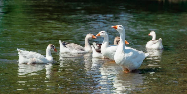 Rebanho Gansos Brancos Nadam Lagoa Verde — Fotografia de Stock