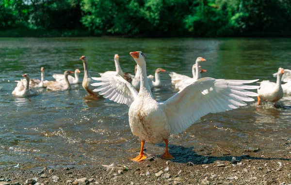 Λευκή Χήνα Άνοιξε Φτερά Της Στο Φόντο Των Άλλων Geeses — Φωτογραφία Αρχείου