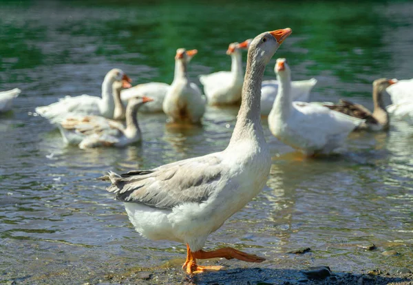 Ganso Blanco Salvaje Caminando Orilla Del Río —  Fotos de Stock