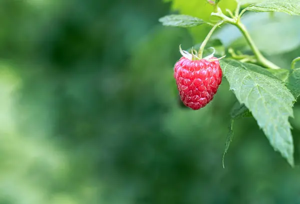 Ripe Raspberry Fruit Garden Raspberry Close Green Background — Stock Photo, Image