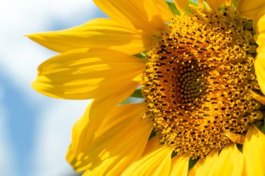 Güzel ayçiçeği, tohumlara odaklan.