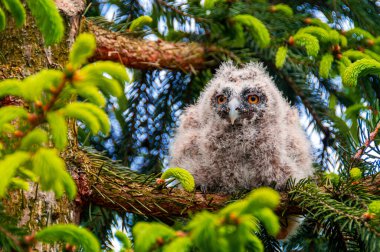Çam dalında oturan uzun kulaklı baykuş