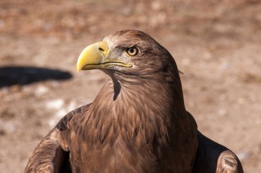 Şahin üzerimizde uçuyor. Arka planda mavi gökyüzü. Hayvan. Hayvanat bahçesi