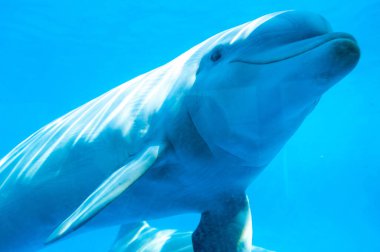 Hayvanat bahçesindeki gösteri sırasında havuzdaki komik yunus. hayvan