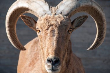 Dağ keçisi görünümlü kamera. Hayvanat bahçesi