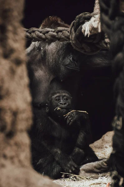 Pequeno Bebê Gorila Silverback Olha Para Câmera Comendo Com Sua — Fotografia de Stock
