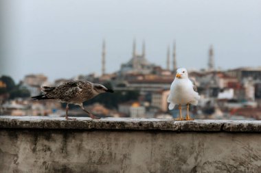 Türkiye 'nin İstanbul kentindeki Mavi Cami veya Sultanahmet Camii üzerinde martı. Boğaz siluetinin güzel manzarası ve yaz gününde geleneksel tarihi cami. Günbatımında Ayasofya Turizmi.